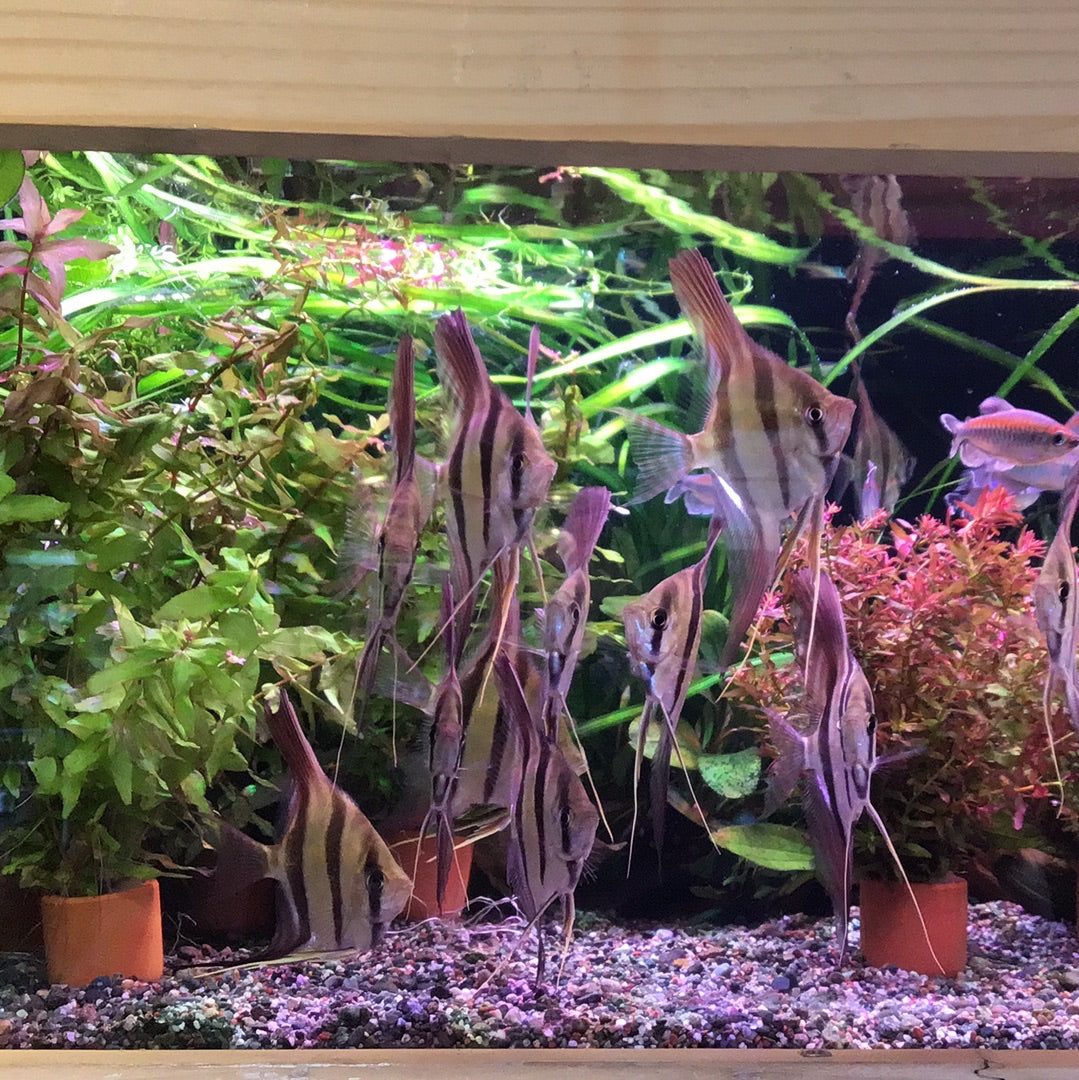 Rio Atabapo Altum Angelfish