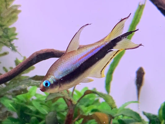 Emperor Tetra
