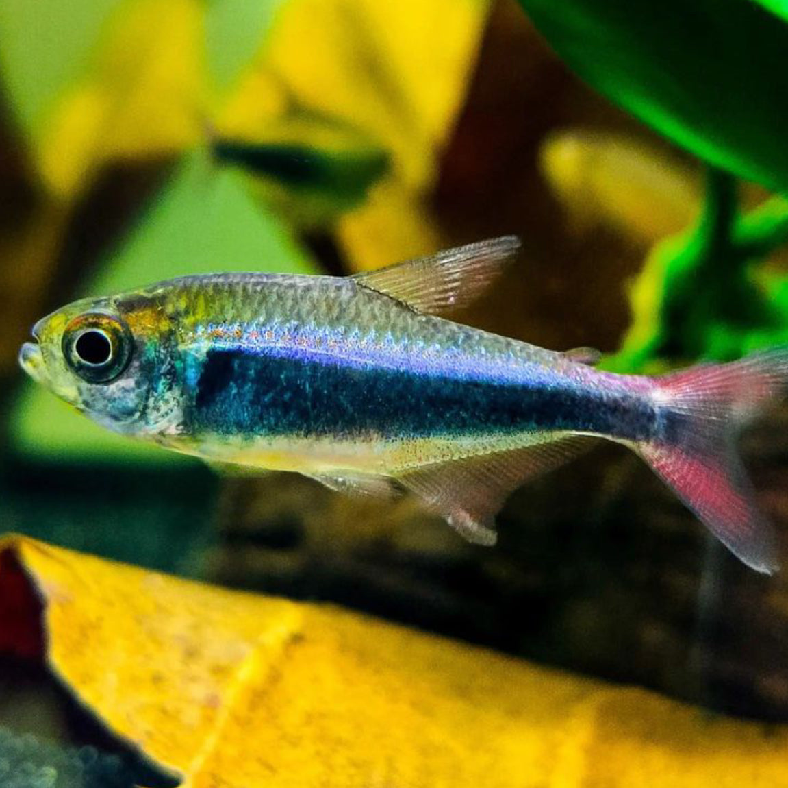 Imperial Blue Tetra
