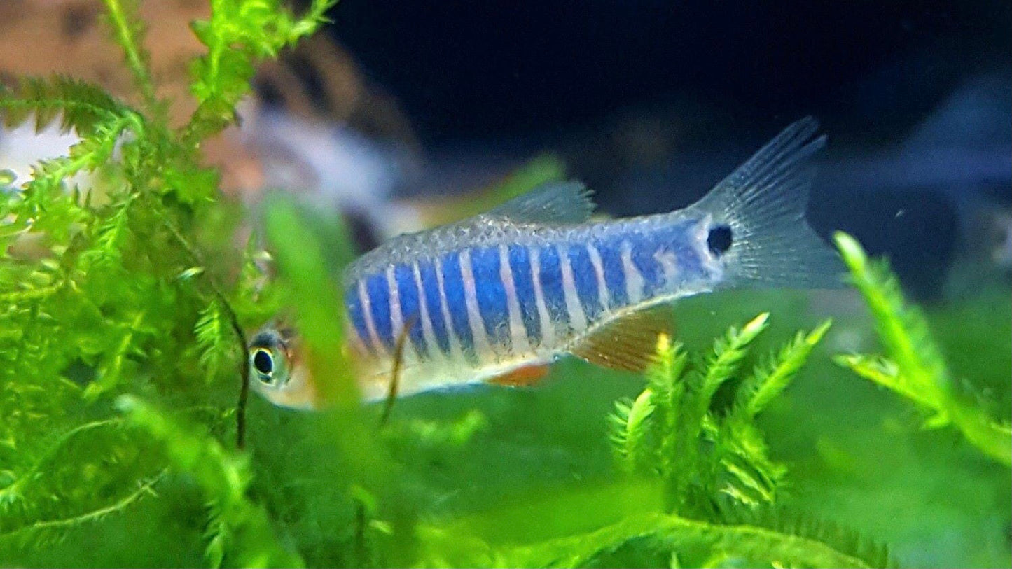 Emerald Dwarf Rasbora