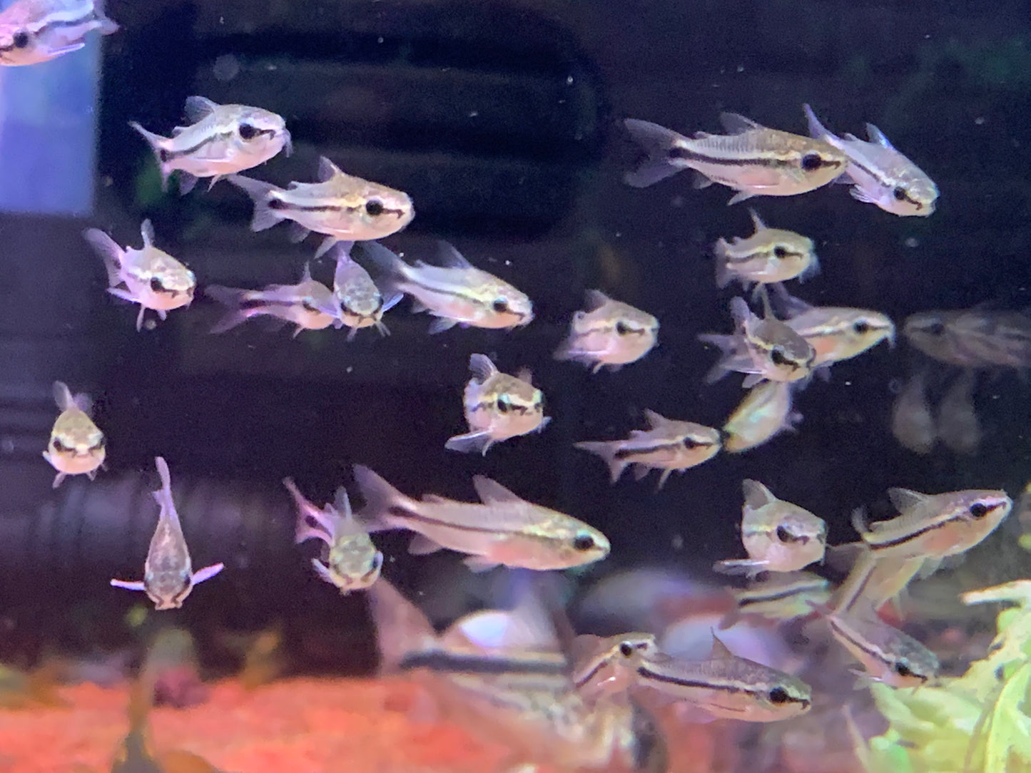 Corydoras Pygmaeus