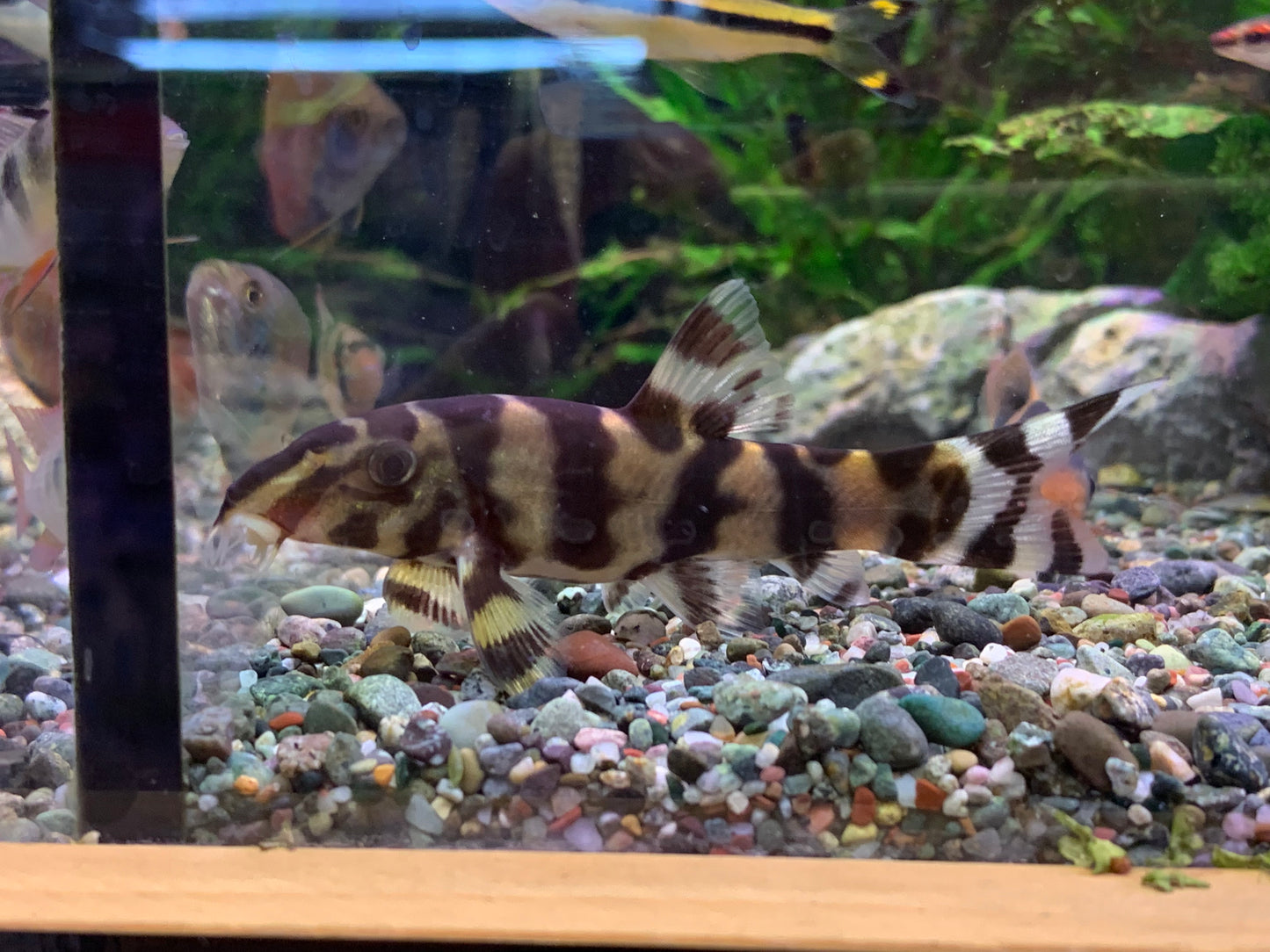 Tiger Loach