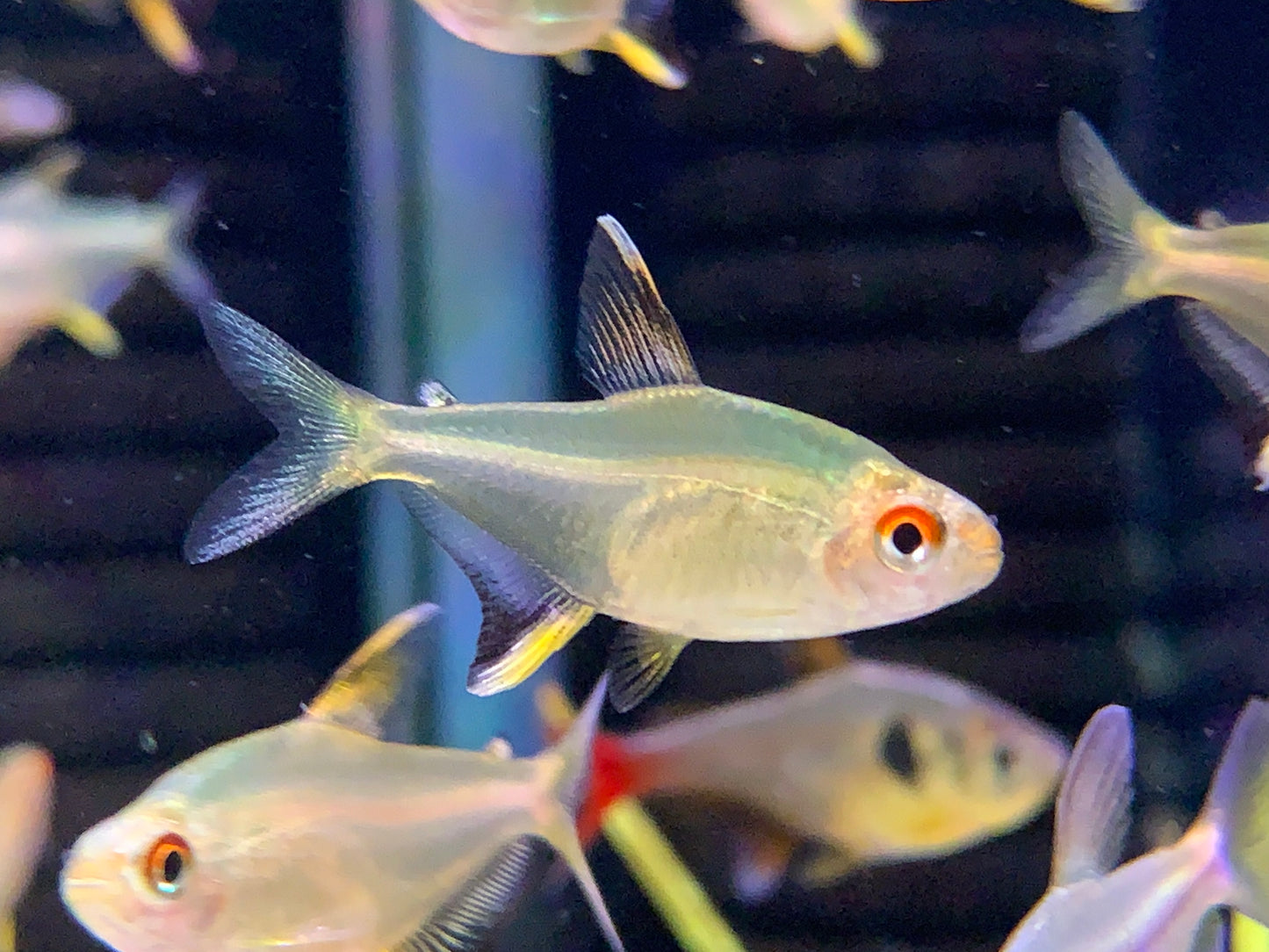 Lemon Tetra