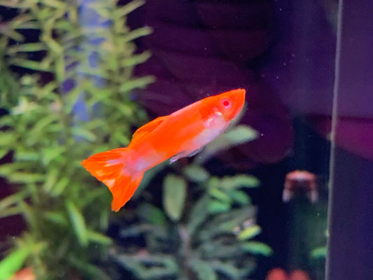 Koi Guppy Pair