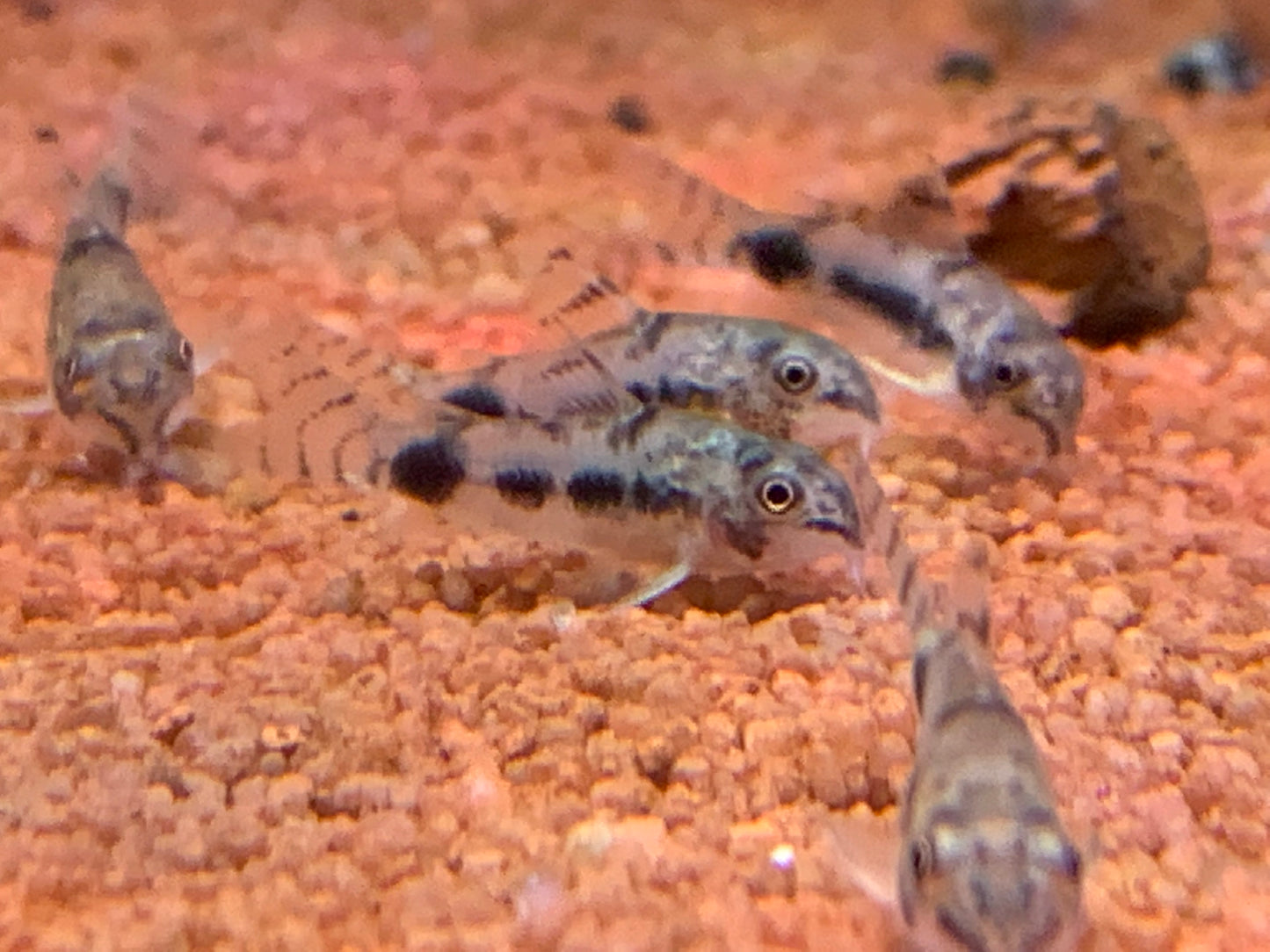 Corydoras Harbosus