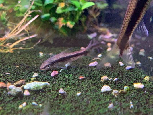 Siamese Algae Eater (SAE)