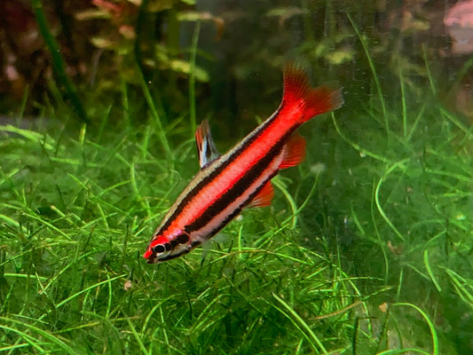 Nannostomus Mortenthaleri “Coral red Pencil”