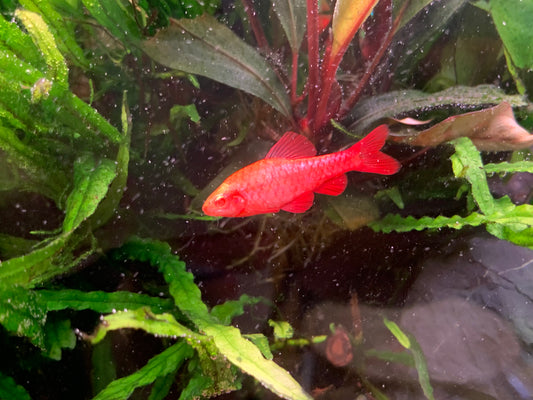 Albino Cherry Barb