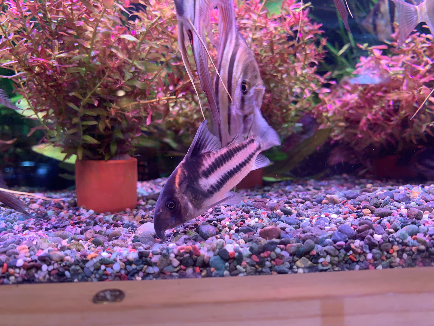 Corydoras Parallelus