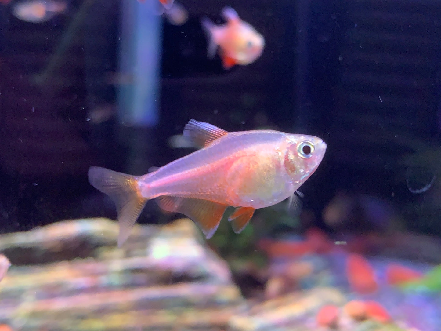 Von Rio Flame Tetra