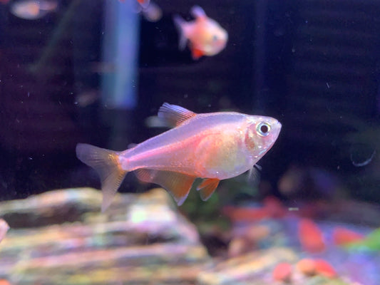 Von Rio Flame Tetra