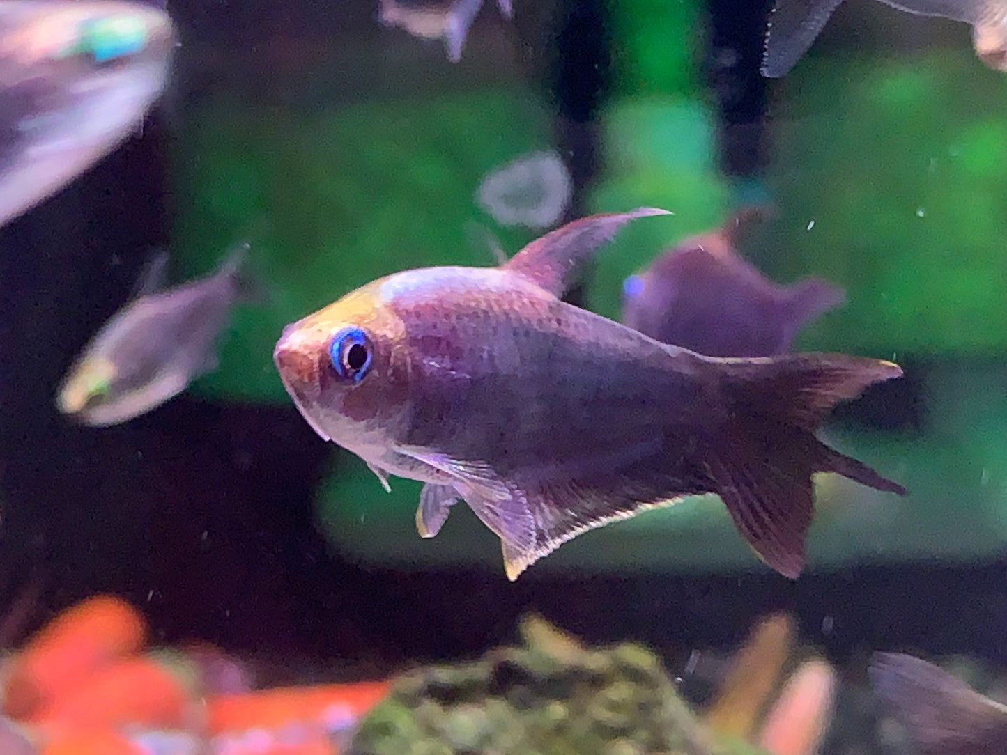 Black Emperor Tetra
