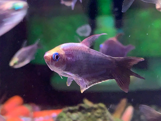 Black Emperor Tetra