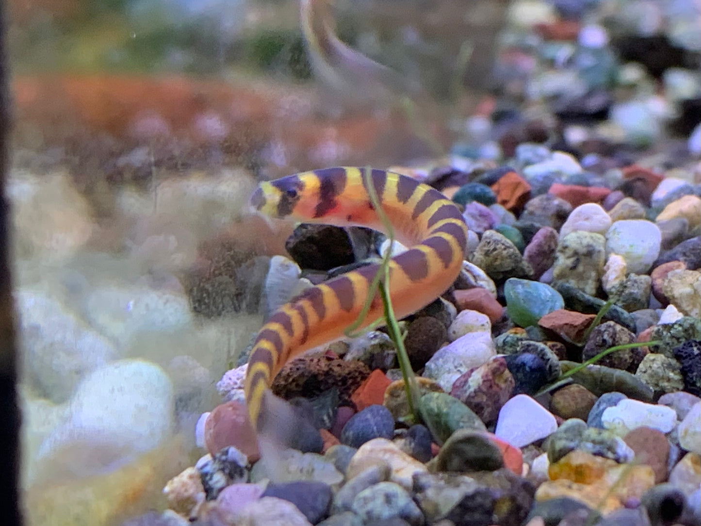 Dwarf Kuhli Loach