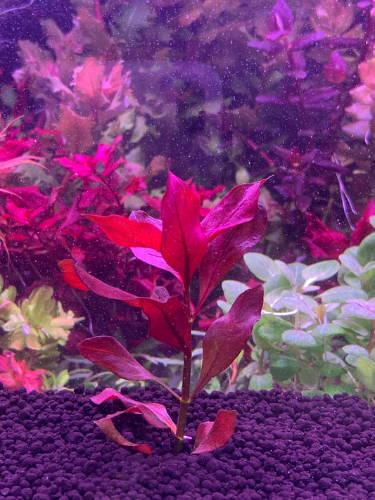Ludwigia Glandulosa x Repen