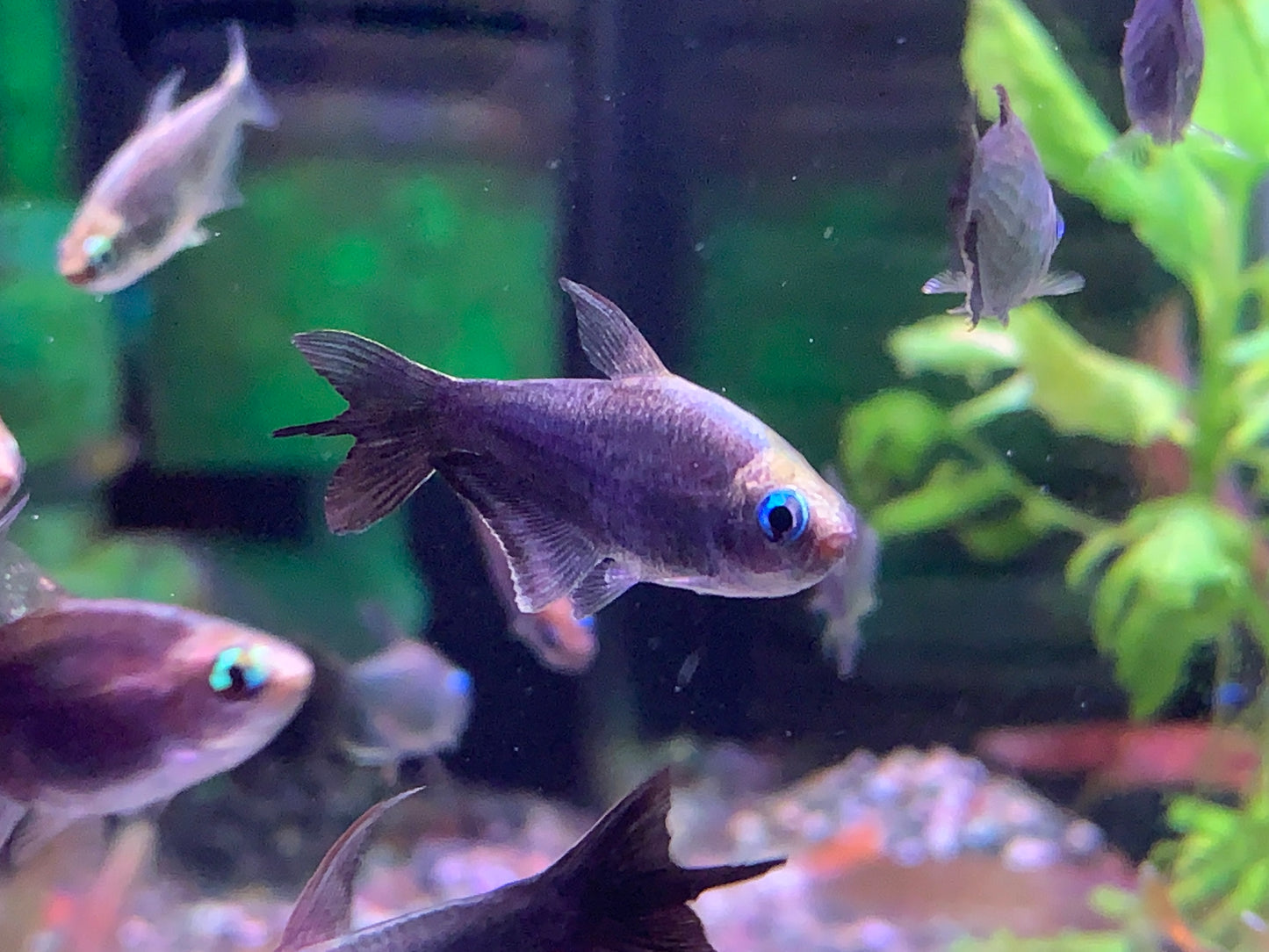 Black Emperor Tetra