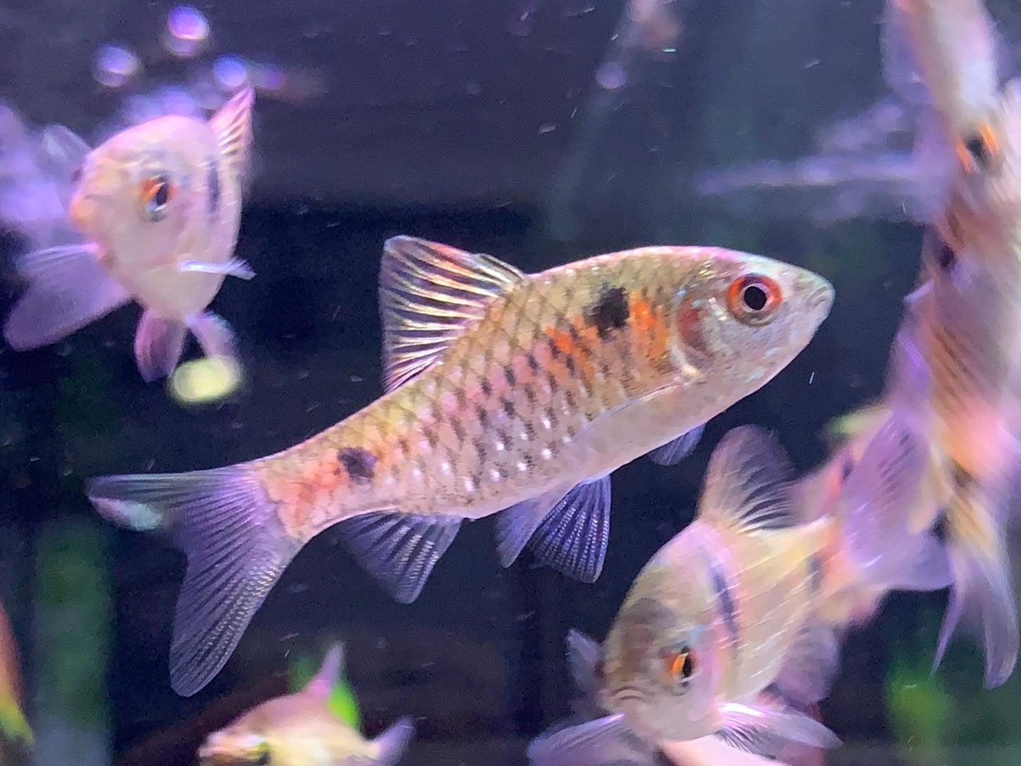Odessa Barb