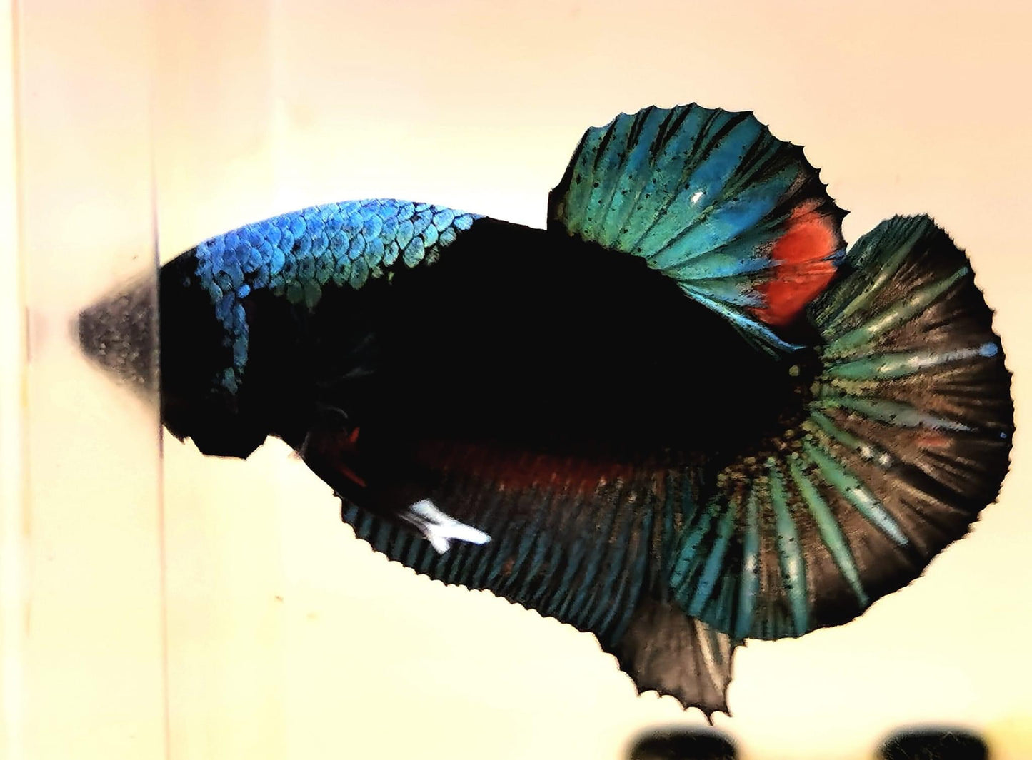 Black Avatar Betta