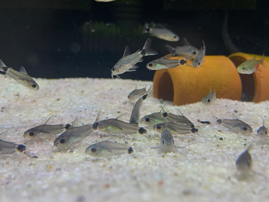 Corydoras Hastatus