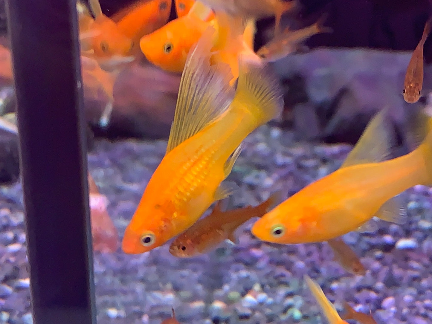 Sunset Platy