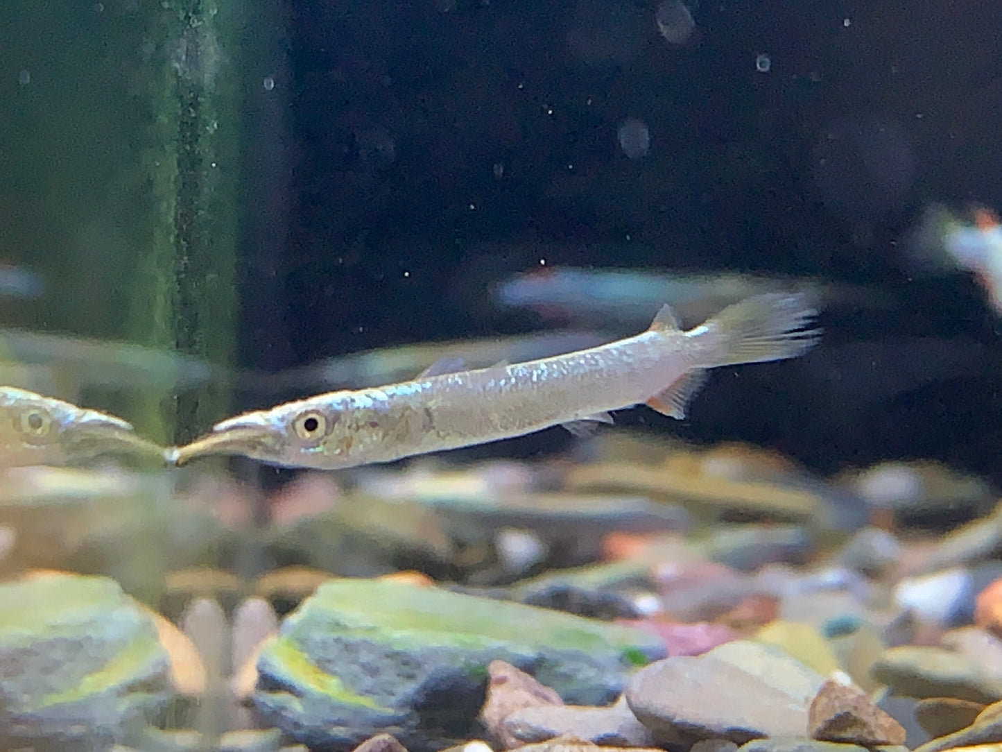 Halfbeak