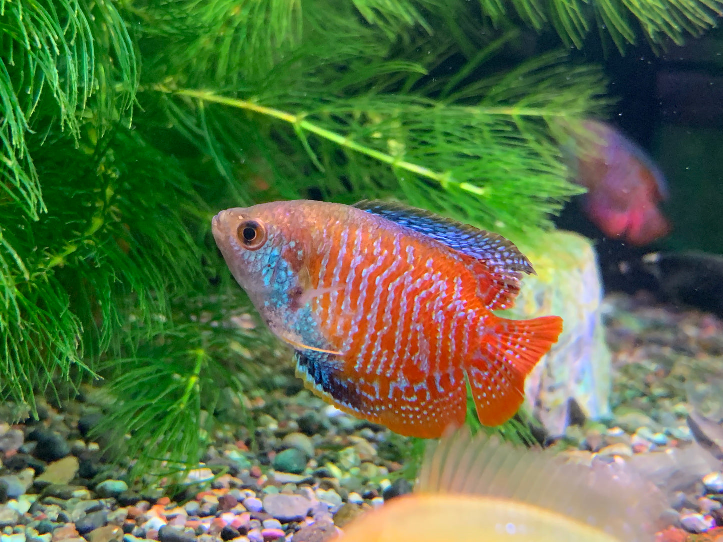 Dwarf Gourami