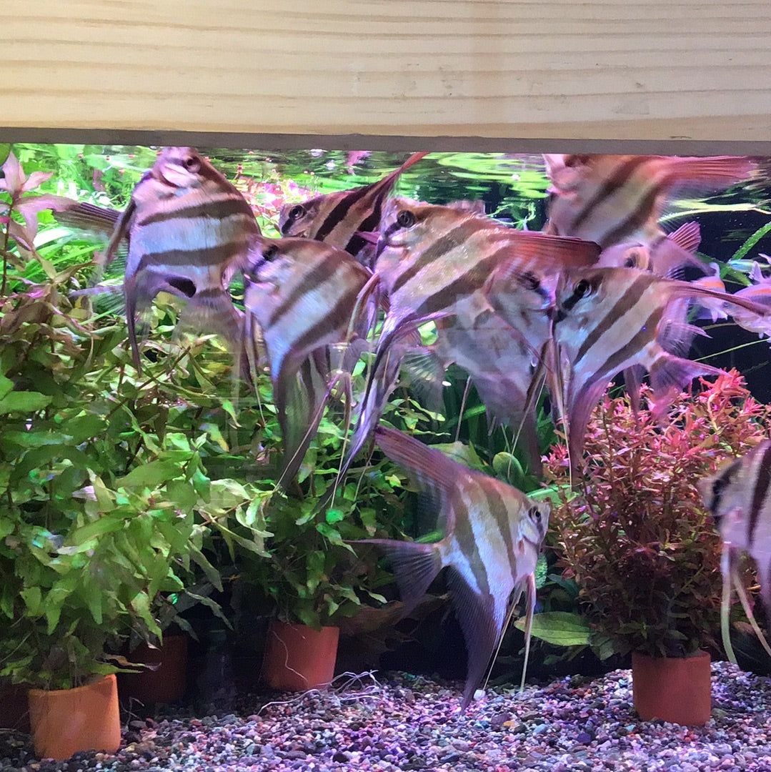 Rio Atabapo Altum Angelfish