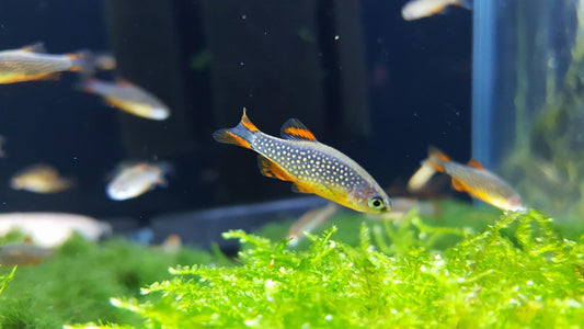 WILD CELESTIAL PEARL DANIO (GALAXY DANIO)