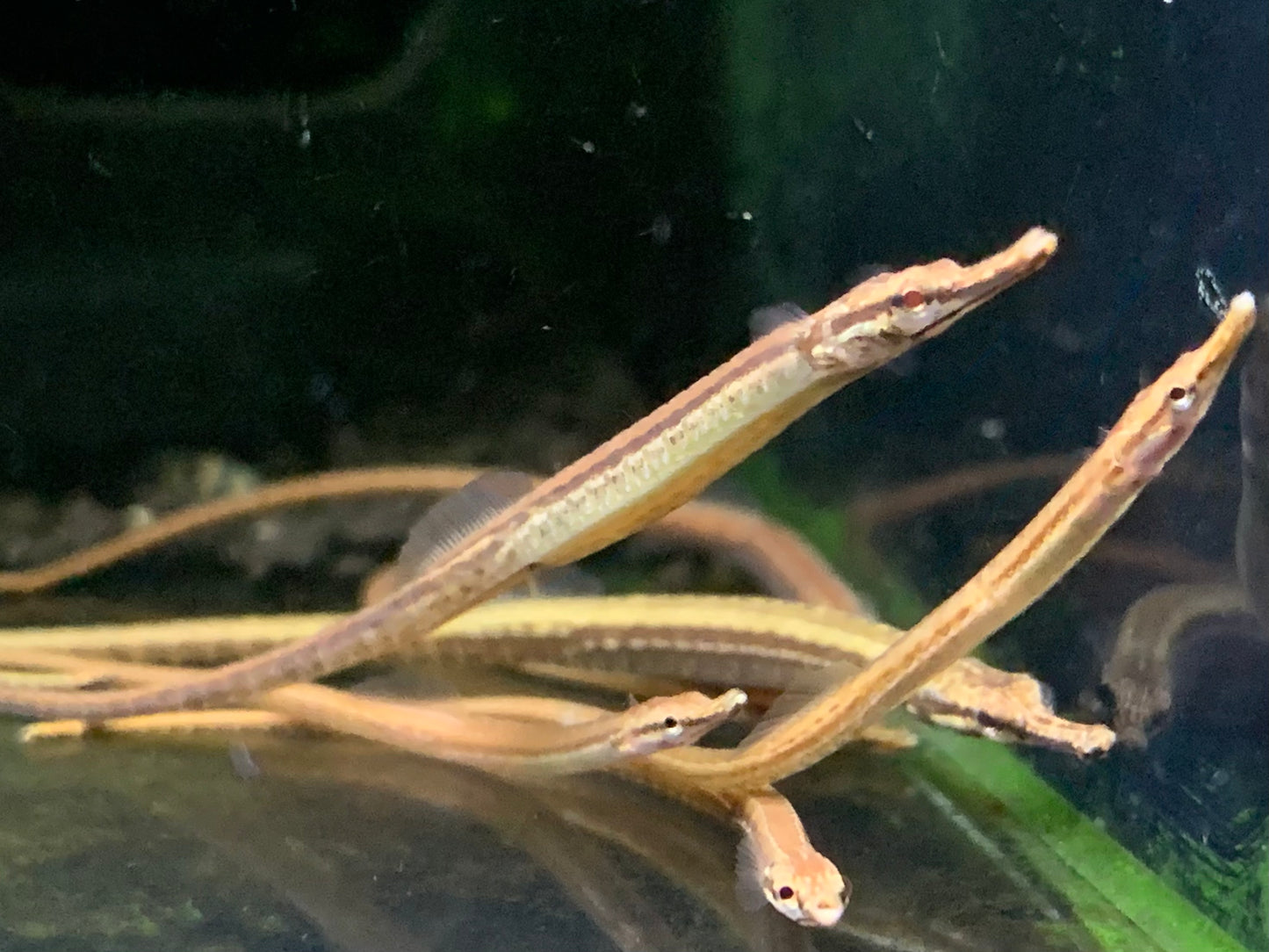 Freshwater Pipefish