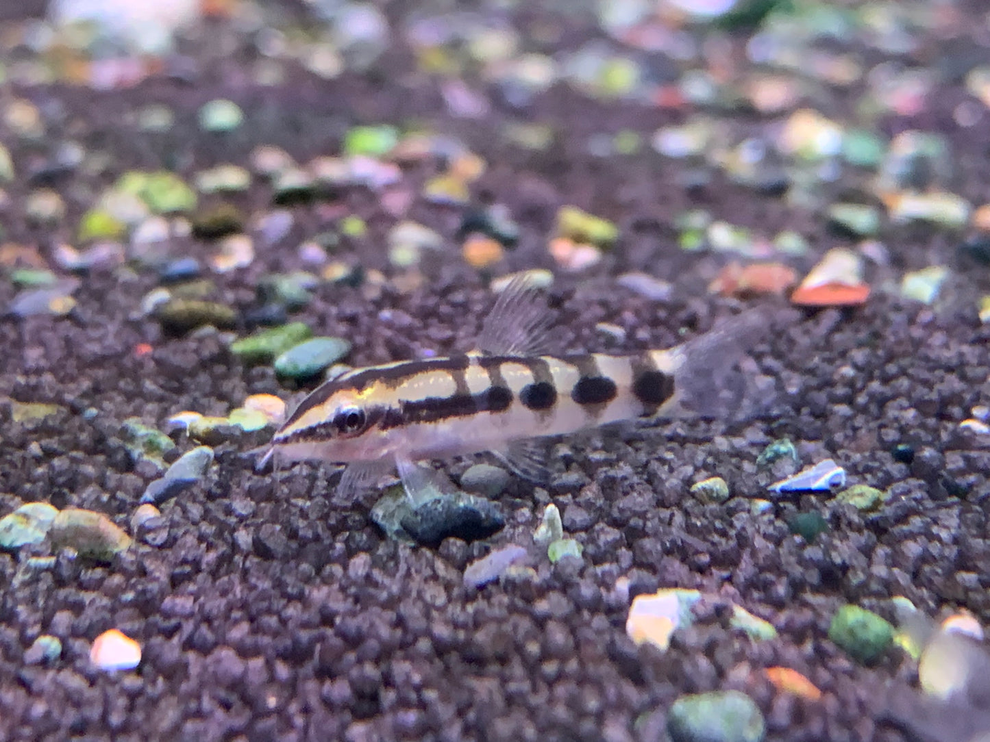 Dwarf Loach