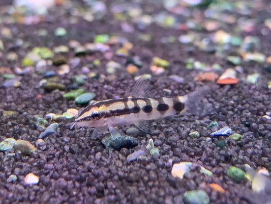 Dwarf Loach
