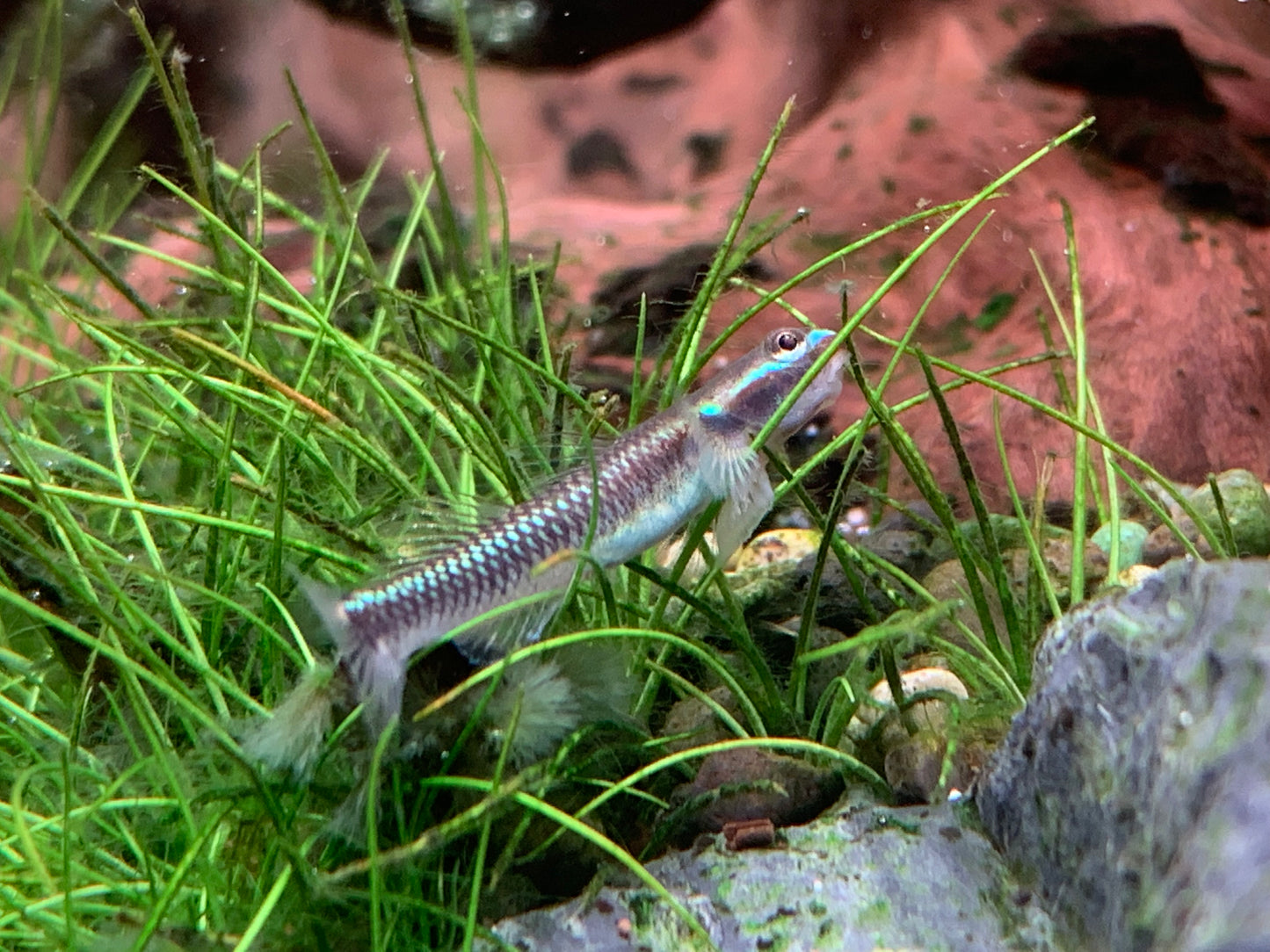 Cobalt Blue Goby