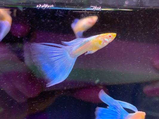 Japan Blue Guppy Pair