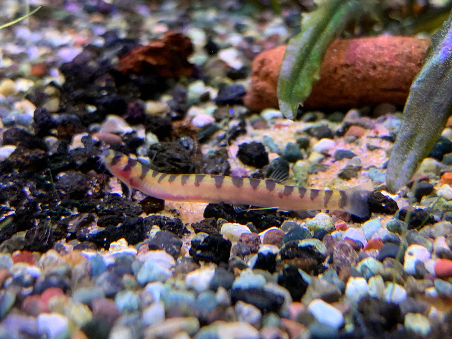 Dwarf Kuhli Loach