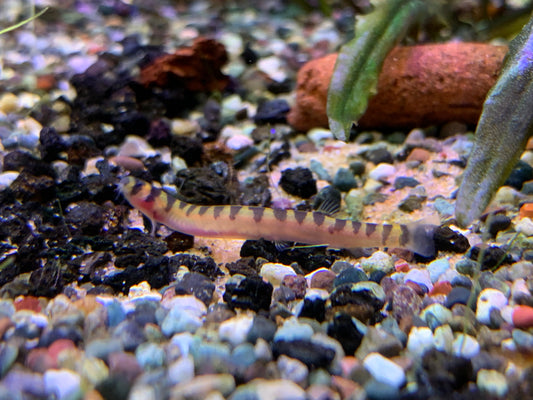 Dwarf Kuhli Loach