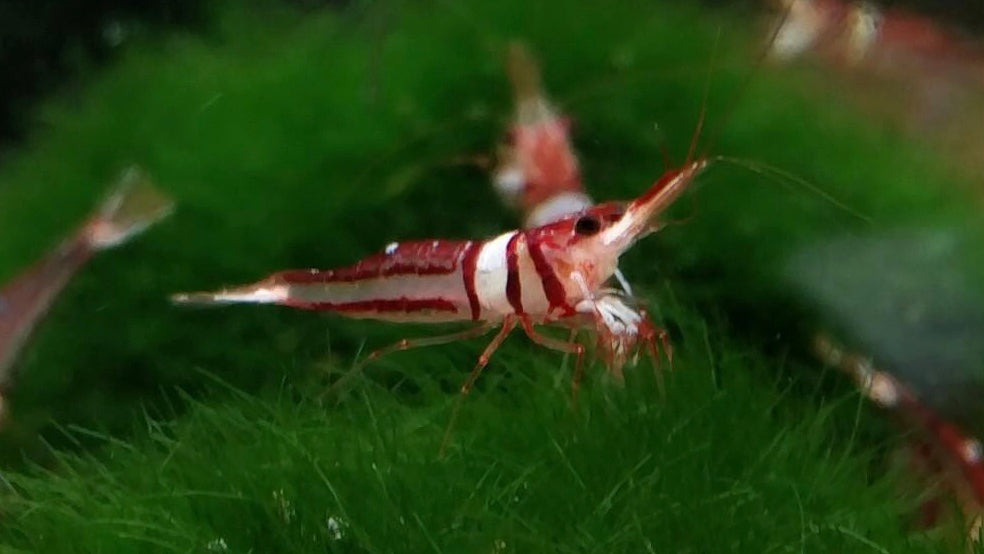 Harlequin Sulawesi Shrimp