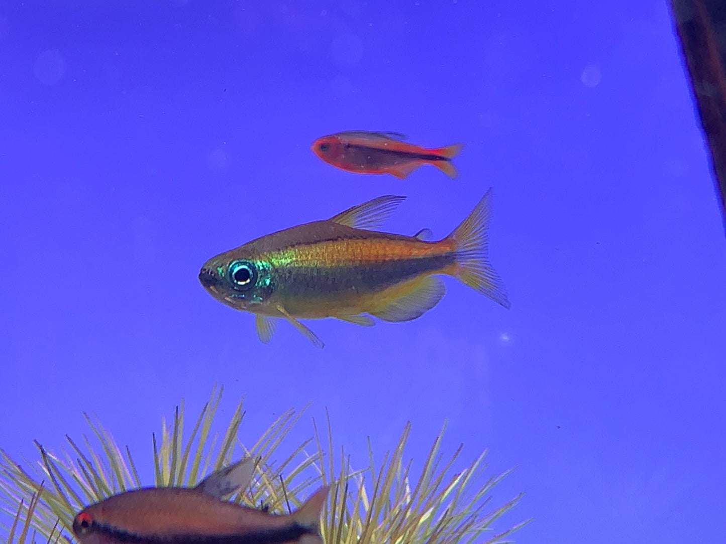 phenacogrammus aurantiacus (Blue eyed Congo Tetra)