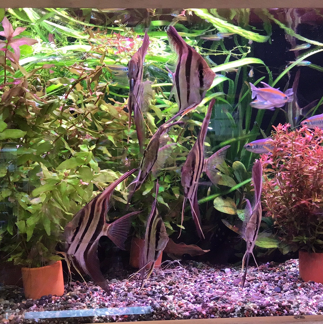 Rio Atabapo Altum Angelfish