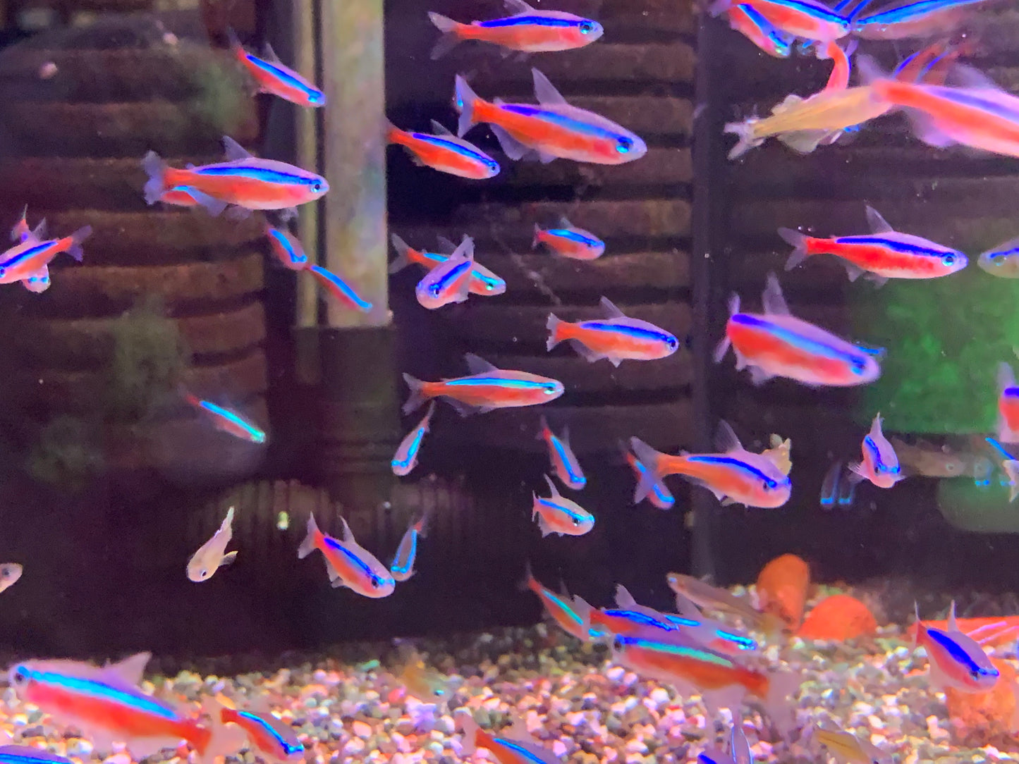 Wild Colombia Cardinal