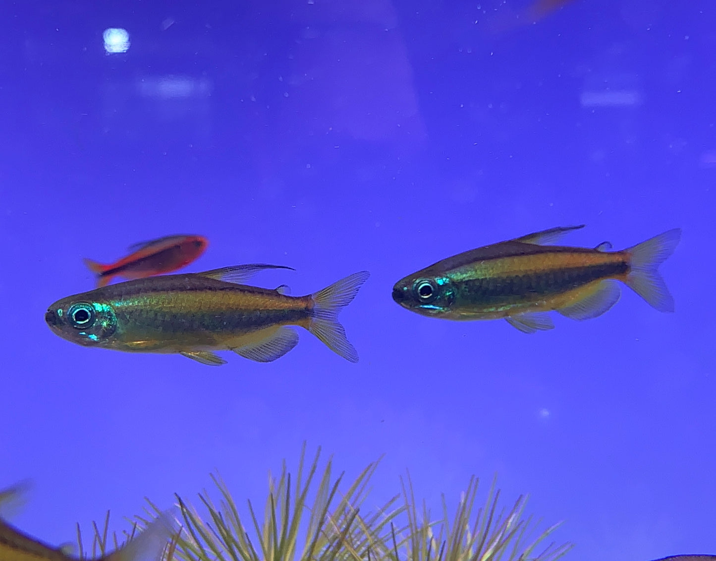 phenacogrammus aurantiacus (Blue eyed Congo Tetra)