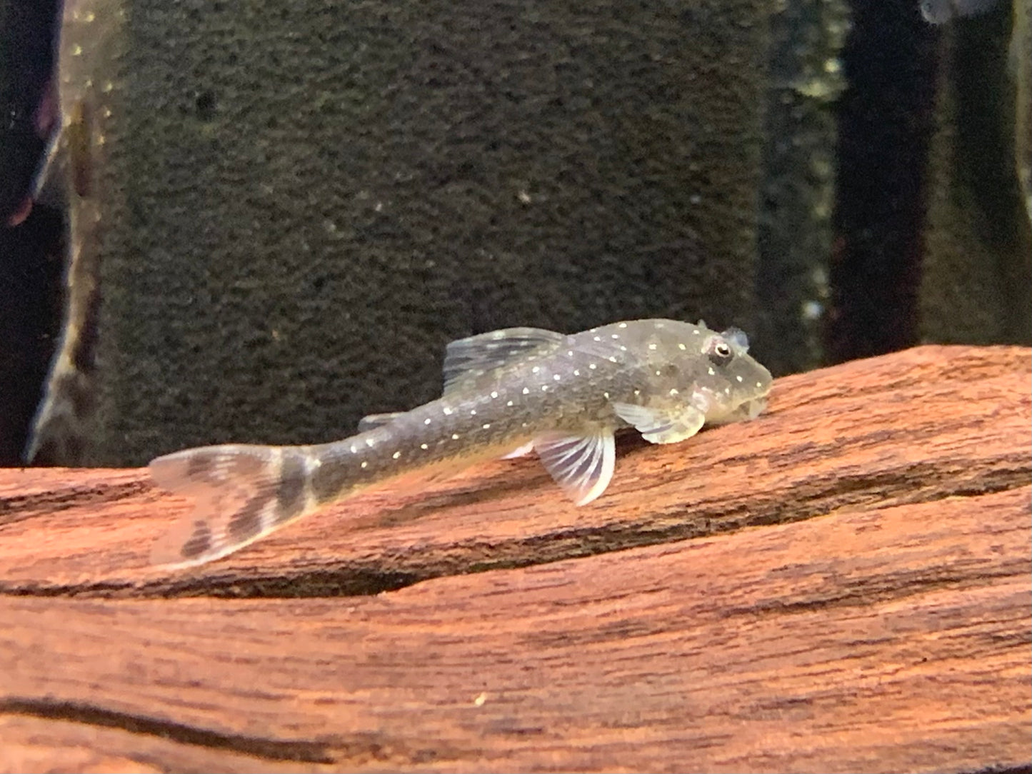 Parotocinclus haroldoi