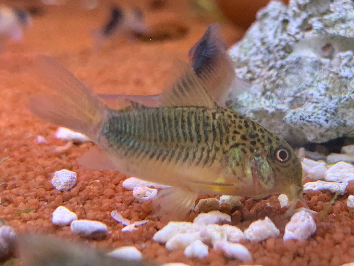 Corydoras Similis