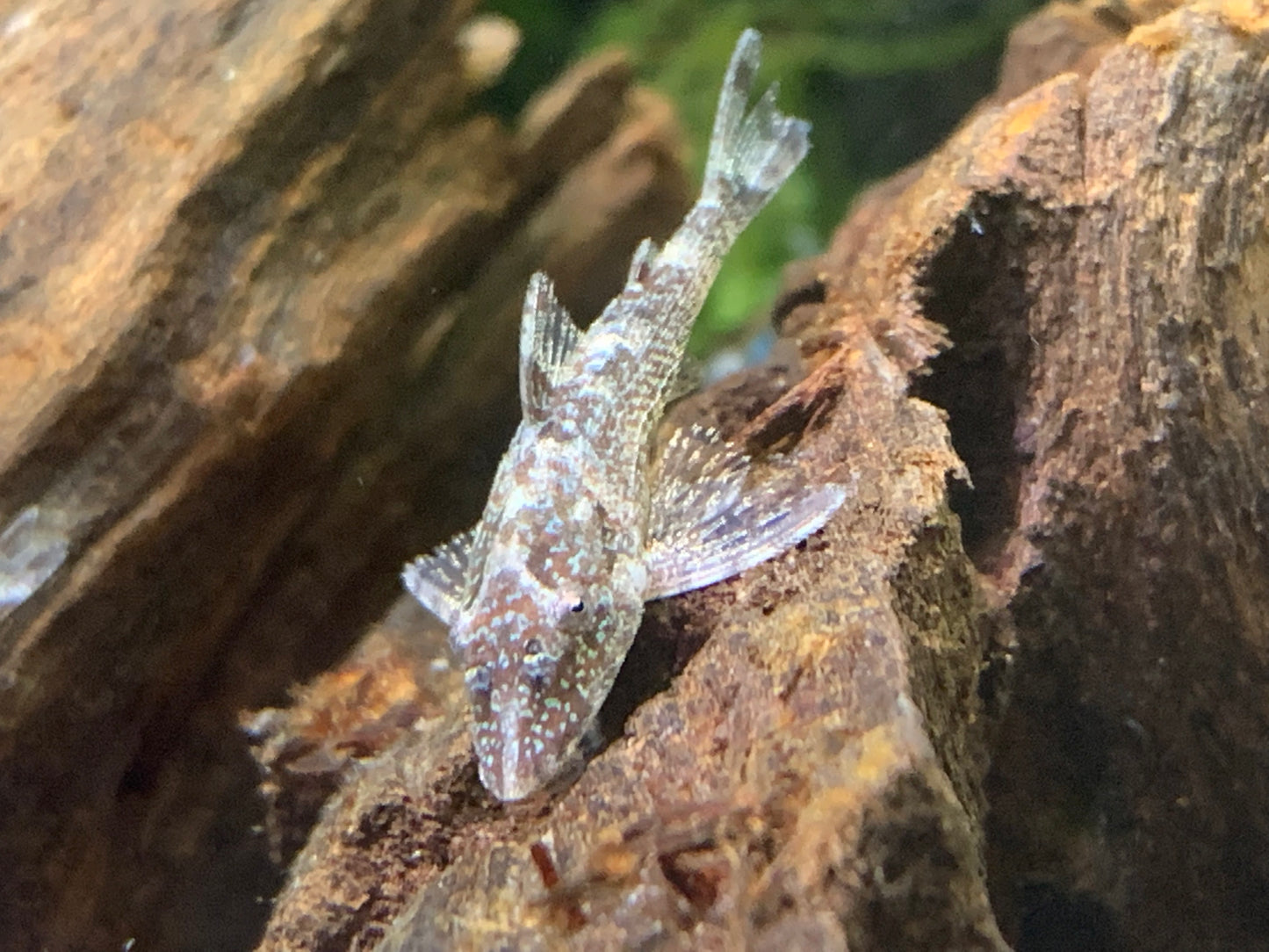 Parotocinclus eppleyi