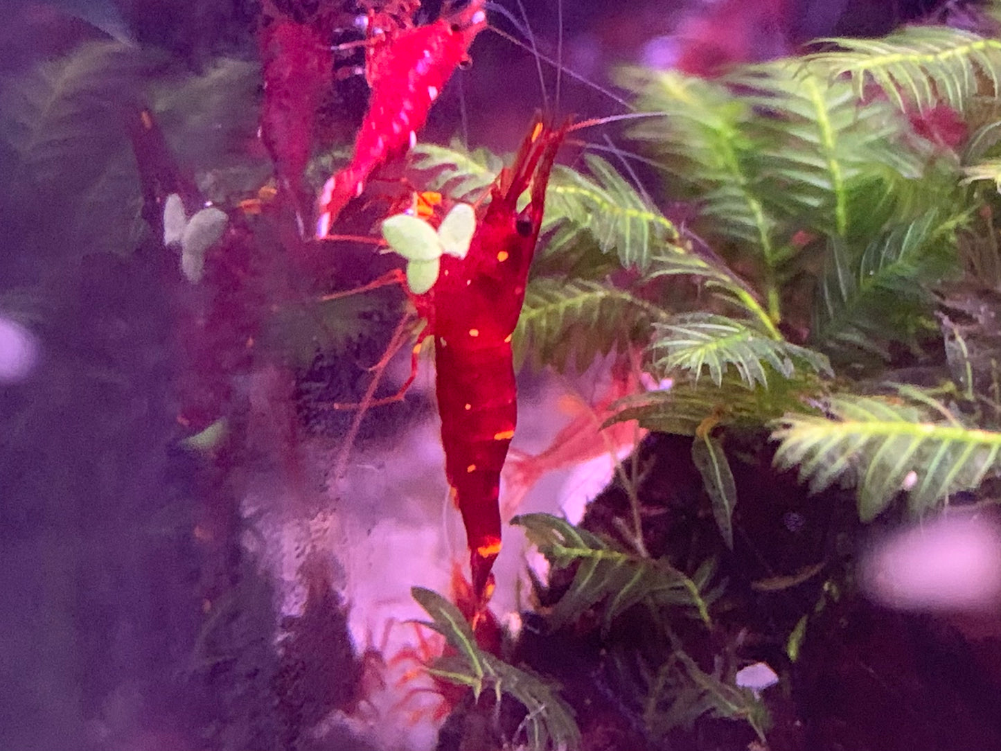 Yellow Cheek Sulawesi Shrimp