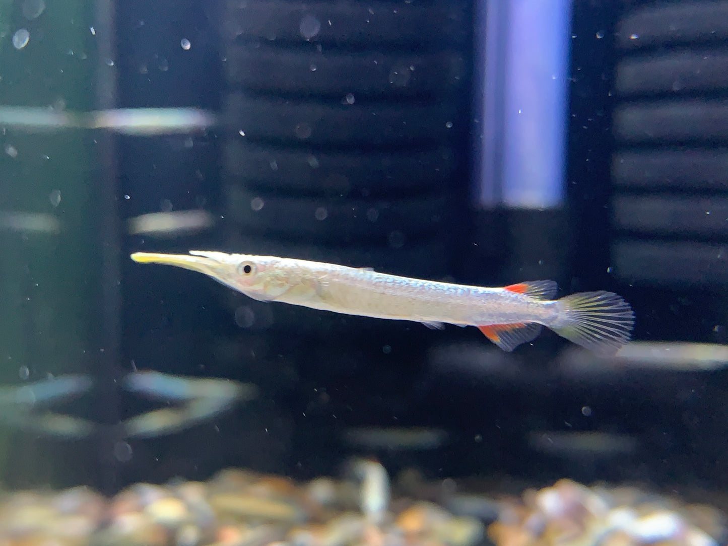 Halfbeak