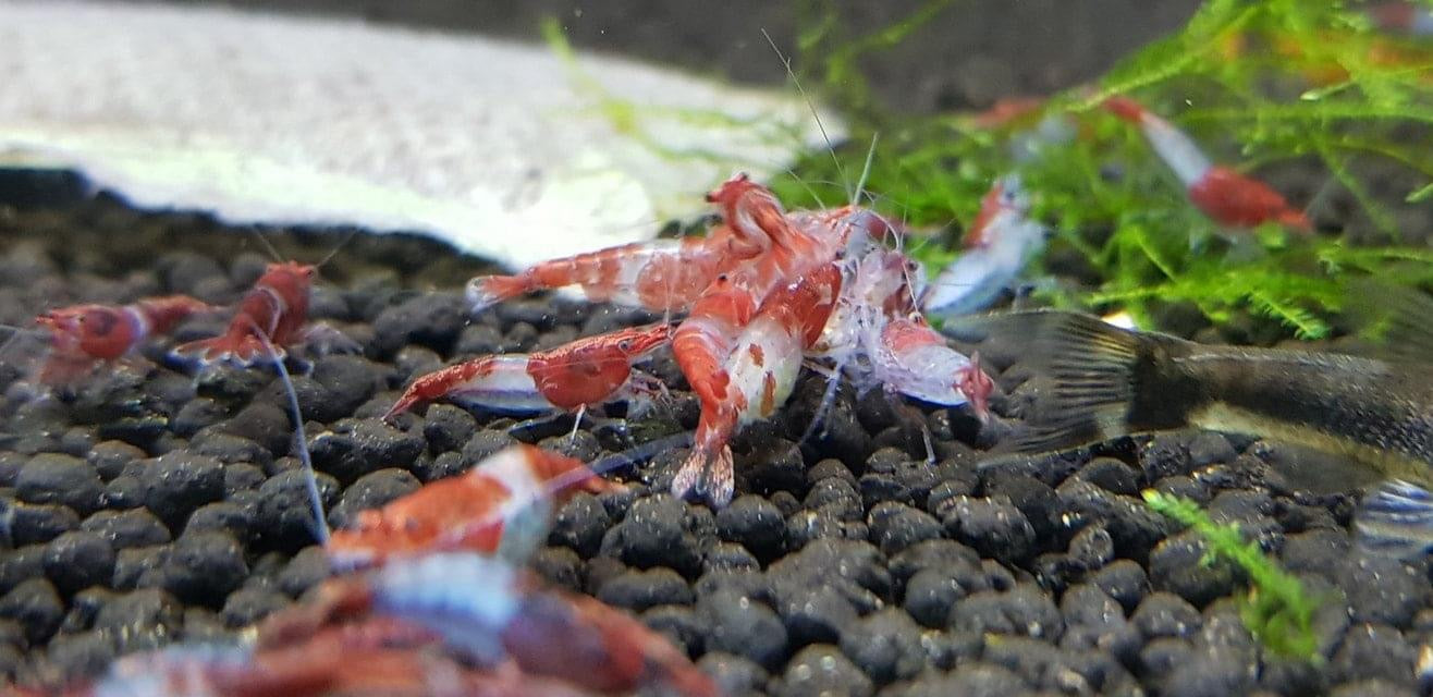 Red Rili Shrimp