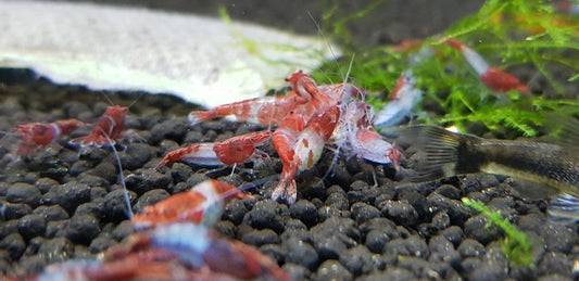 Red Rili Shrimp