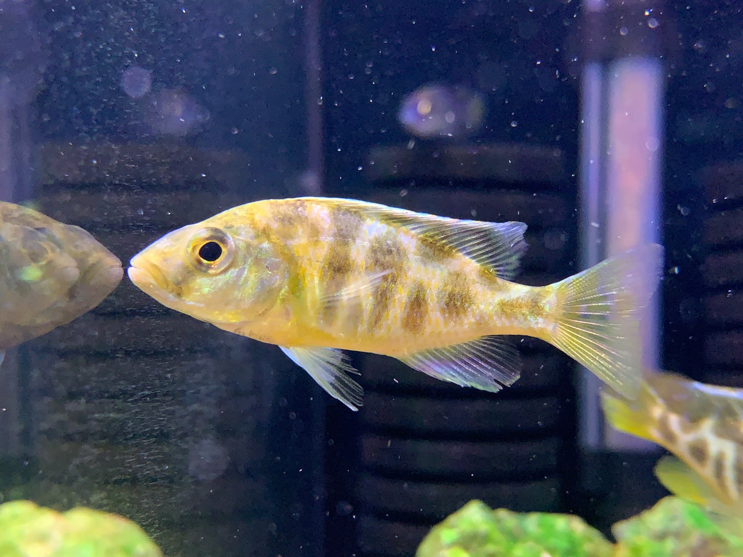 Giraffe Cichlid