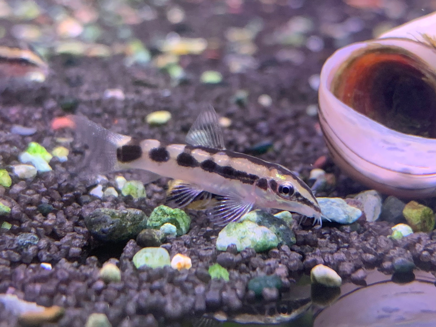 Dwarf Loach