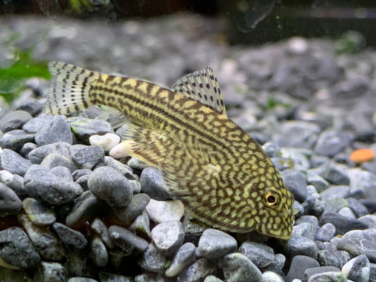 Hillstream Loach